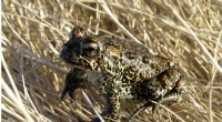 Endangered Nevada Toad: Geothermal Plant Threatens Habitat