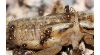 Texas Ant Invasion: New Fungus Offers Hope for Control