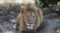 Oxytocin s Surprising Effect on Lions: From Fierce to Friendly