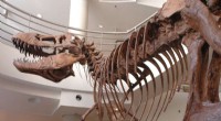 T. Rex s Short Arms: A Key to Safer Feeding?