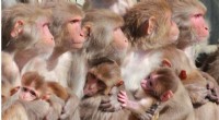 Wildfire Smoke Exposure During Pregnancy Impacts Infant Monkey Development
