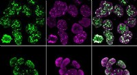 Chromatin Mapping Reveals Key Factors in Placental Stem Cell Identity