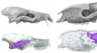 Mammalian Evolution: Strength Over Brainpower After the Dinosaurs