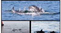 Dolphin-Porpoise Communication: A Rare Encounter in the Firth of Clyde