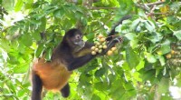 Monkey Alcohol Consumption: Insights into Human Thirst for Booze