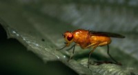 Fruit Fly Evolution: How Activity Adapts to Longer Daylight Hours