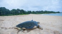 West Africa s Marine Protected Areas Safeguard Green Turtle Habitats