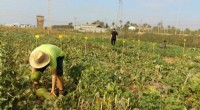 Intercropping Melon & Cowpea: Boost Yields & Soil Health