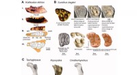 Cretaceous Monotremes: New Insights into Ancient Mammals