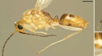 Asian Needle Ant in Europe: First Wild Specimen Detected - Biodiversity Concerns
