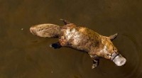 Platypus Return to Royal National Park: Reintroduction Plans Underway