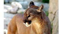Puma Behavior: Study Reveals Limited Danger Sense Near Human Activity
