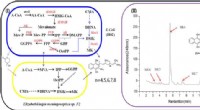 Microbial Consortium Synthesizes Terpenoids: A New Approach to Vitamin K2 Production