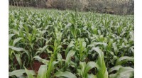 Precision Nutrient Management in Sub-Saharan Africa: Research & Yield Optimization