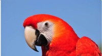 Parrot Lifespan: Uncovering the Link Between Intelligence and Longevity