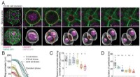 Unexpected Asymmetry in Embryo Cell Division: Insights from Mouse Studies
