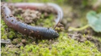Impact of European Earthworms on North American Forest Insects
