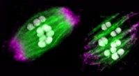 Dynein s Crucial Role in Egg Cell Spindle Organization & Preventing Errors