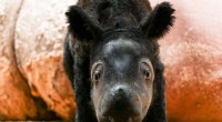 Sumatran Rhino Birth: A Beacon of Hope for Endangered Species