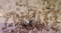 Natural Ant Control: Fungus Offers Potential Solution to Tawny Crazy Ant Invasion