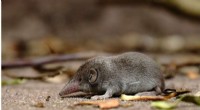 Hidden Biodiversity: Hundreds of Unidentified Mammal Species Discovered