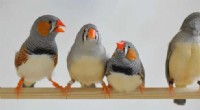Zebra Finch Song Dialects: AI Reveals Complex Communication