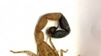 Scorpion Venom: Evolution, Toxicity, and Potential Medical Applications