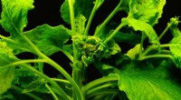 Gene Editing in Plants: Unpredictable Outcomes and Challenges