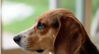 Avocado as a Novel Fiber Source for Dogs: A New Study