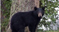 Connecticut Black Bear Awakening: Safety Tips & What You Need to Know