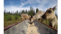 Indigenous-Led Conservation Revives Klinse-Za Caribou Herd in British Columbia
