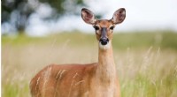 White-Tailed Deer Devastate New Jersey Farms: $1.3M Losses Exposed in Rutgers Report