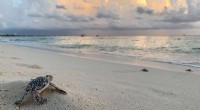 Establishing Resilient Sea Turtle Populations: Combating the Biodiversity Crisis Through Assisted Colonization
