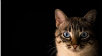 Breakthrough Advances in Hypoallergenic Cats: CRISPR Research Offers Allergy Relief
