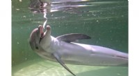 Rescued Bottlenose Dolphin Ranger Arrives at Florida Keys Dolphin Research Center