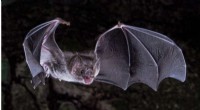Breakthrough Study Reveals How Vampire Bats Evolved to Thrive on Blood Alone