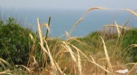 Breakthrough Wild Grass Offers  Blockbuster  Stem Rust Resistance to Revolutionize Wheat Crops