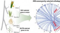 CRISPR Gene Knockouts in Maize and Rice Boost Crop Yields via Targeted Orthologs