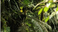 Unveiling the Dispersal Mystery of Panama s Unique Epiphytic Cycad, Zamia pseudoparasitica