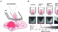 Breakthrough FluidFM Technique Enables Mitochondria Transfer Between Living Cells