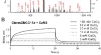 Enhancing Root Nodule Symbiosis Through Targeted Calcium Signaling Modulation