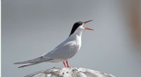 Fathers Lead the Way: Male Caspian Terns Guide Young on First Migration to Africa
