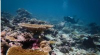 Remote Indian Ocean Coral Reefs Rapidly Recover After Mass Bleaching