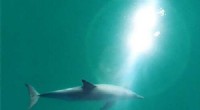 Male Bottlenose Dolphins Use Whistles to Sustain Vital Social Bonds, Study Reveals