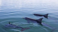 Socially Connected Male Dolphins Father More Offspring, Study Reveals