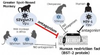 SIV Vpu Protein Evades Monkey and Human Immune Defenses Differently