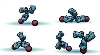New Model Reveals How Antibodies Navigate Pathogen Surfaces Like a Child on Stepping Stones