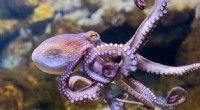 Octopus Farming: Animal Welfare & Sustainability Concerns