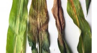 New Corn Varieties Show Natural Resistance to Tar Spot – University of Illinois Research