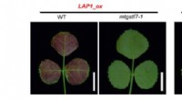 Target Gene Identified for Enhanced Anthocyanin Production in Plants